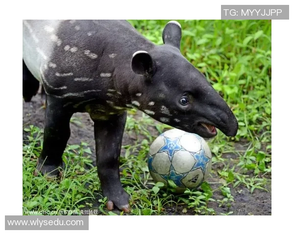 足球界球星与动物形象的奇妙联系解析